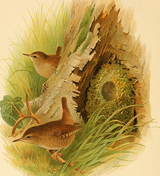 Lá an Dreoilín - The Day of the Wren 1 An dreoilín, the legend of the wren in Ireland